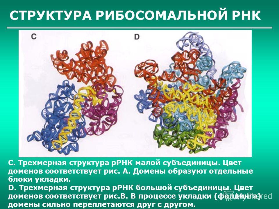 СТРУКТУРА РИБОСОМАЛЬНОЙ РНК C. Трехмерная структура рРНК малой субъединицы. Цвет доменов соответствует рис. А. Домены образуют отдельные блоки укладки. D. Трехмерная структура рРНК большой субъединицы. Цвет доменов соответствует рис.В. В процессе укл