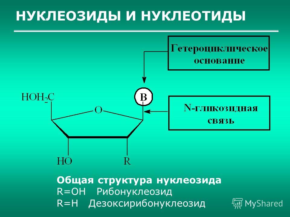 НУКЛЕОЗИДЫ И НУКЛЕОТИДЫ Общая структура нуклеозида R=OH Рибонуклеозид R=H Дезоксирибонуклеозид