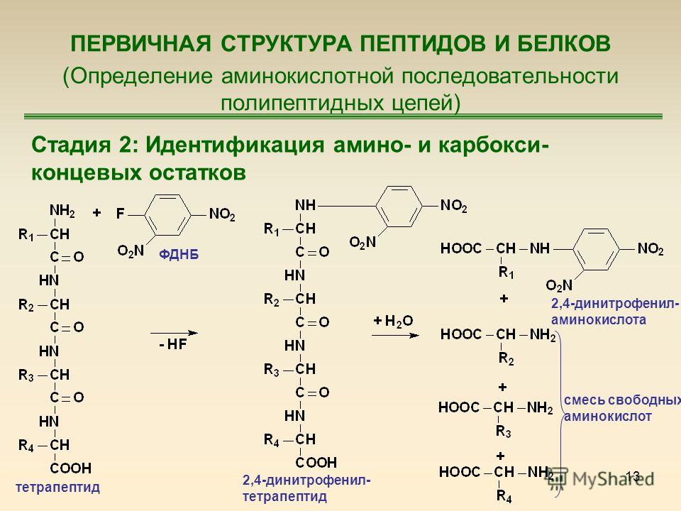 13 ПЕРВИЧНАЯ СТРУКТУРА ПЕПТИДОВ И БЕЛКОВ (Определение аминокислотной последовательности полипептидных цепей) Стадия 2: Идентификация амино- и карбокси- концевых остатков тетрапептид ФДНБ 2,4-динитрофенил- тетрапептид 2,4-динитрофенил- аминокислота см