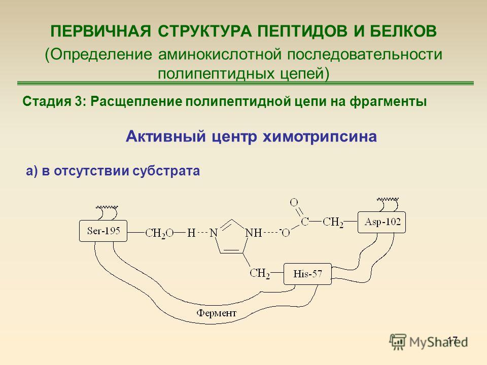 17 ПЕРВИЧНАЯ СТРУКТУРА ПЕПТИДОВ И БЕЛКОВ (Определение аминокислотной последовательности полипептидных цепей) Стадия 3: Расщепление полипептидной цепи на фрагменты Активный центр химотрипсина а) в отсутствии субстрата