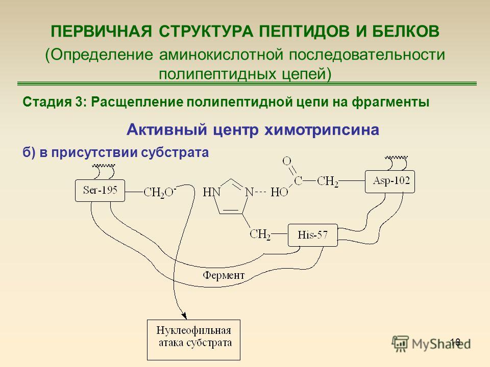 18 ПЕРВИЧНАЯ СТРУКТУРА ПЕПТИДОВ И БЕЛКОВ (Определение аминокислотной последовательности полипептидных цепей) Стадия 3: Расщепление полипептидной цепи на фрагменты Активный центр химотрипсина б) в присутствии субстрата
