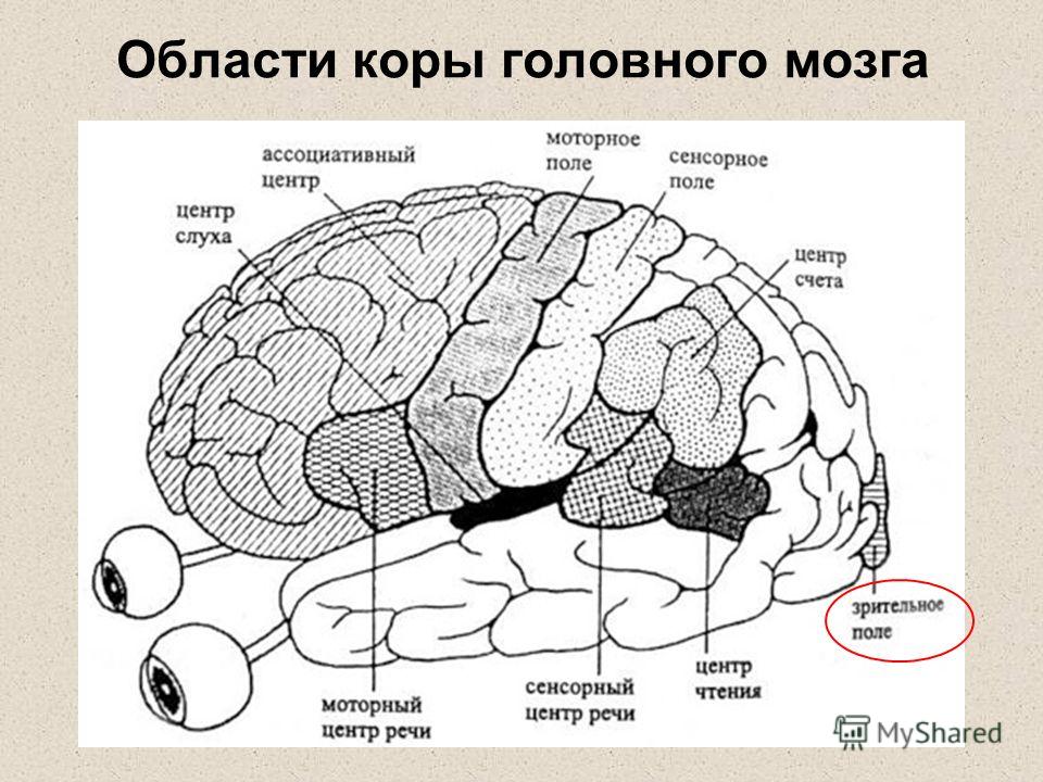 Области коры головного мозга