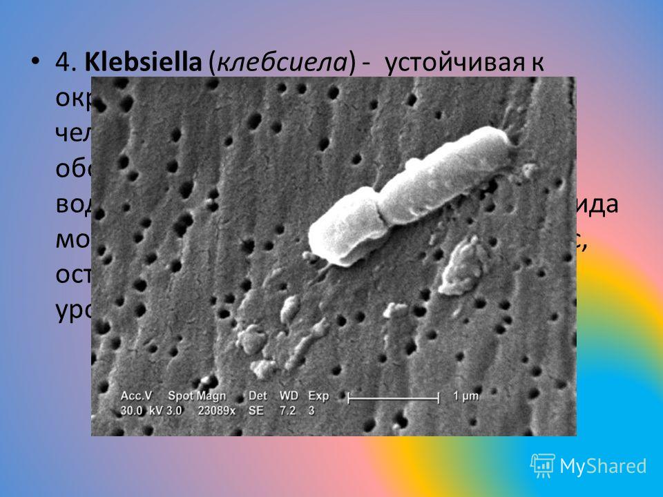 4. Klebsiella (клебсиела) - устойчивая к окружающей среде, она встречается в человеческих фекалиях, на слизистых оболочках дыхательных путей, в грунте, воде, овощах и фруктах. Бактерия этого вида может повлечь за собой менингит, сепсис, острую кишечн