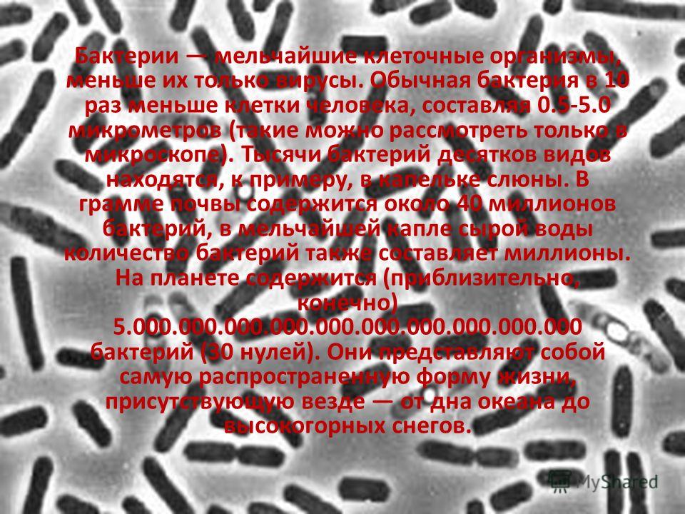 Бактерии мельчайшие клеточные организмы, меньше их только вирусы. Обычная бактерия в 10 раз меньше клетки человека, составляя 0.5-5.0 микрометров (такие можно рассмотреть только в микроскопе). Тысячи бактерий десятков видов находятся, к примеру, в ка