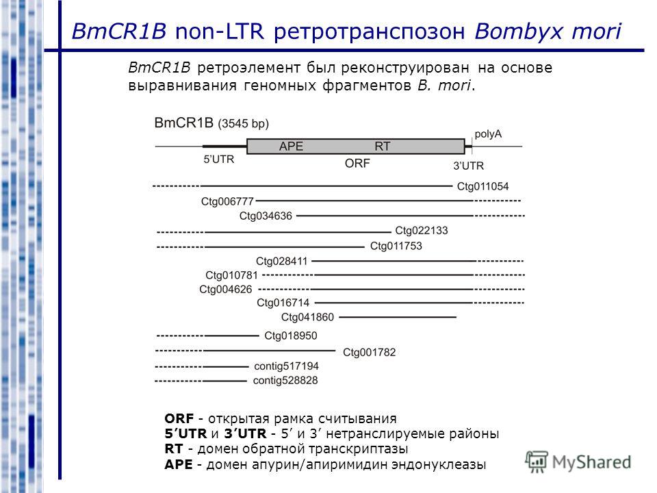 BmCR1B non-LTR ретротранспозон Bombyx mori BmCR1B ретроэлемент был реконструирован на основе выравнивания геномных фрагментов B. mori. ORF - открытая рамка считывания 5UTR и 3UTR - 5 и 3 нетранслируемые районы RT - домен обратной транскриптазы APE - 