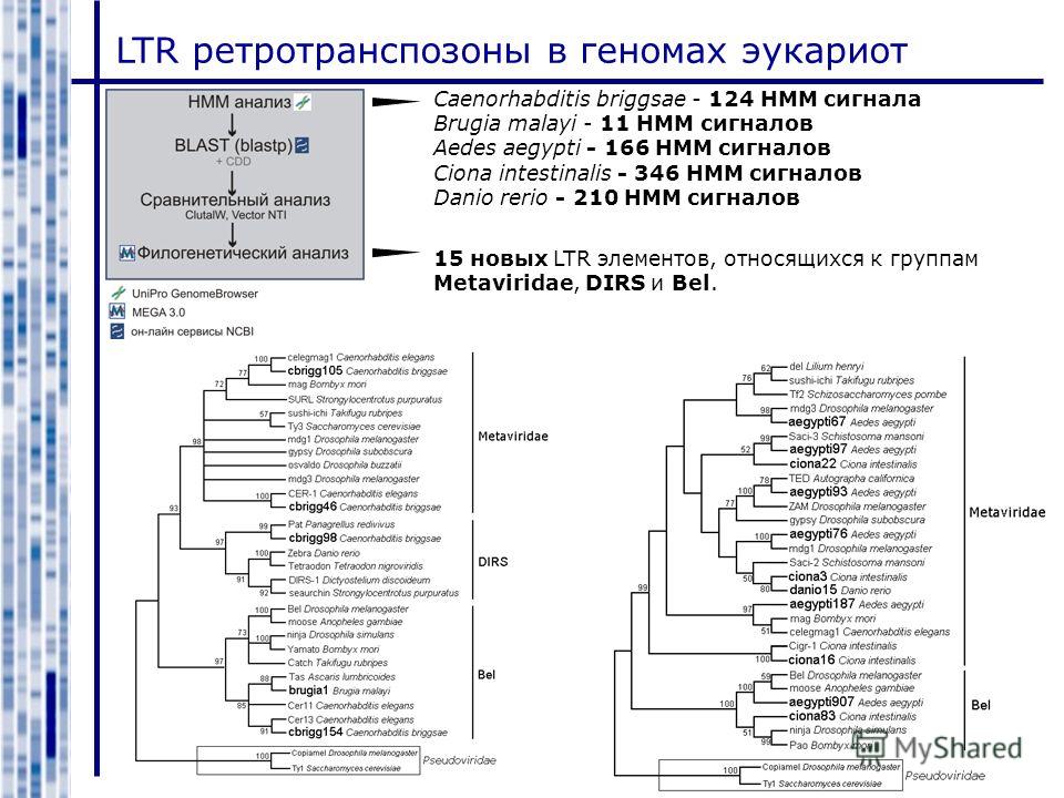LTR ретротранспозоны в геномах эукариот Сaenorhabditis briggsae - 124 HMM сигнала Brugia malayi - 11 HMM сигналов Aedes aegypti - 166 HMM сигналов Ciona intestinalis - 346 HMM сигналов Danio rerio - 210 HMM сигналов 15 новых LTR элементов, относящихс