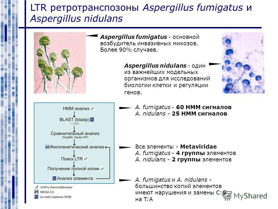 LTR ретротранспозоны Aspergillus fumigatus и Aspergillus nidulans Aspergillus fumigatus - основной возбудитель инвазивных микозов. Более 90% случаев. Aspergillus nidulans - один из важнейших модельных организмов для исследований биологии клетки и рег