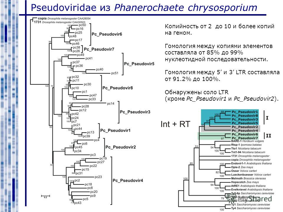 Pseudoviridae из Phanerochaete chrysosporium Копийность от 2 до 10 и более копий на геном. Гомология между копиями элементов составляла от 85% до 99% нуклеотидной последовательности. Гомология между 5 и 3 LTR составляла от 91.2% до 100%. Обнаружены с