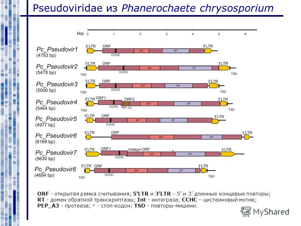 Pseudoviridae из Phanerochaete chrysosporium ORF - открытая рамка считывания; 5LTR и 3LTR - 5 и 3 длинные концевые повторы; RT - домен обратной транскриптазы; Int - интеграза; CCHC – цистеиновый мотив; PEP_A3 - протеаза; * - стоп-кодон; TSD - повторы