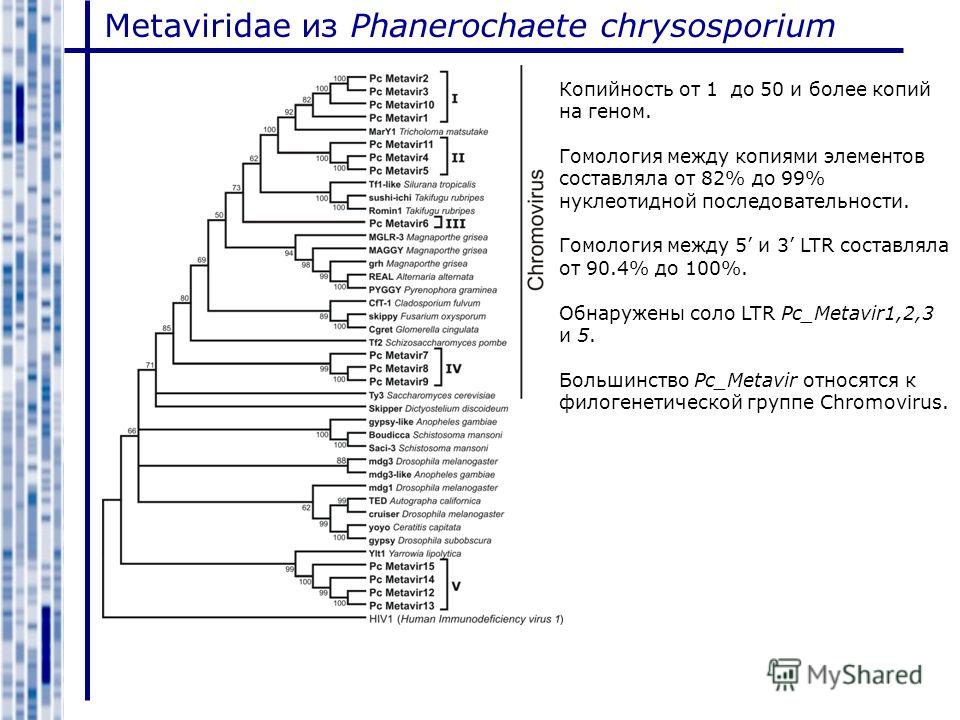 Metaviridae из Phanerochaete chrysosporium Копийность от 1 до 50 и более копий на геном. Гомология между копиями элементов составляла от 82% до 99% нуклеотидной последовательности. Гомология между 5 и 3 LTR составляла от 90.4% до 100%. Обнаружены сол
