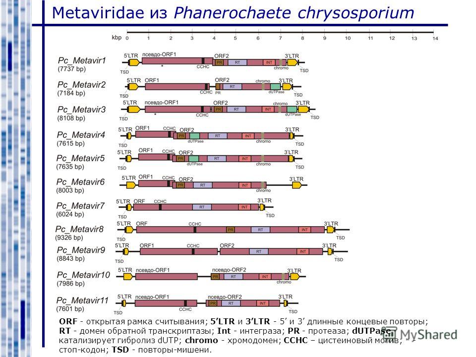Metaviridae из Phanerochaete chrysosporium ORF - открытая рамка считывания; 5LTR и 3LTR - 5 и 3 длинные концевые повторы; RT - домен обратной транскриптазы; Int - интеграза; PR - протеаза; dUTPase - катализирует гибролиз dUTP; chromo - хромодомен; CC