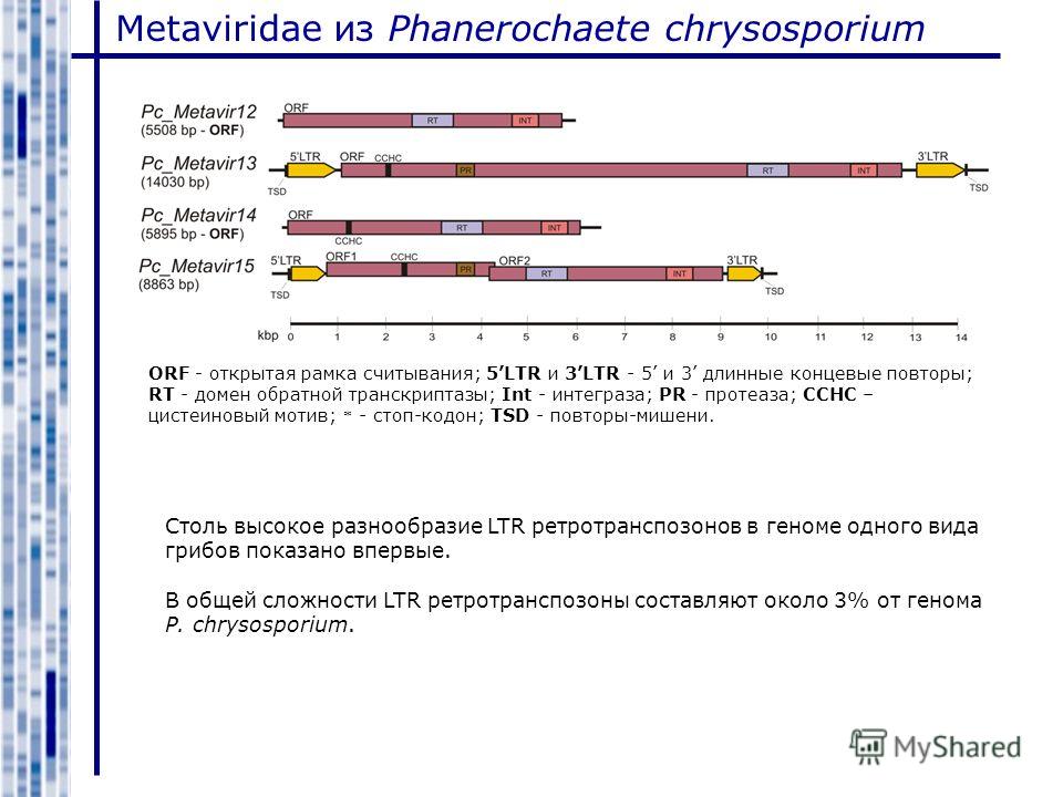 Metaviridae из Phanerochaete chrysosporium ORF - открытая рамка считывания; 5LTR и 3LTR - 5 и 3 длинные концевые повторы; RT - домен обратной транскриптазы; Int - интеграза; PR - протеаза; CCHC – цистеиновый мотив; * - стоп-кодон; TSD - повторы-мишен