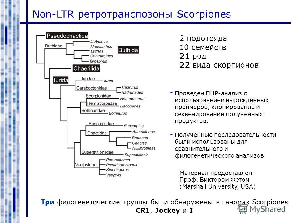 Non-LTR ретротранспозоны Scorpiones 2 подотряда 10 семейств 21 род 22 вида скорпионов Три филогенетические группы были обнаружены в геномах Scorpiones CR1, Jockey и I Проведен ПЦР-анализ с использованием вырожденных праймеров, клонирование и секвенир