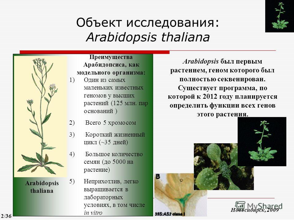 Объект исследования: Arabidopsis thaliana 1)Один из самых маленьких известных геномов у высших растений (125 млн. пар оснований ) 2) Всего 5 хромосом 3) Короткий жизненный цикл (~35 дней) 4) Большое количество семян (до 5000 на растение) 5)Неприхотли