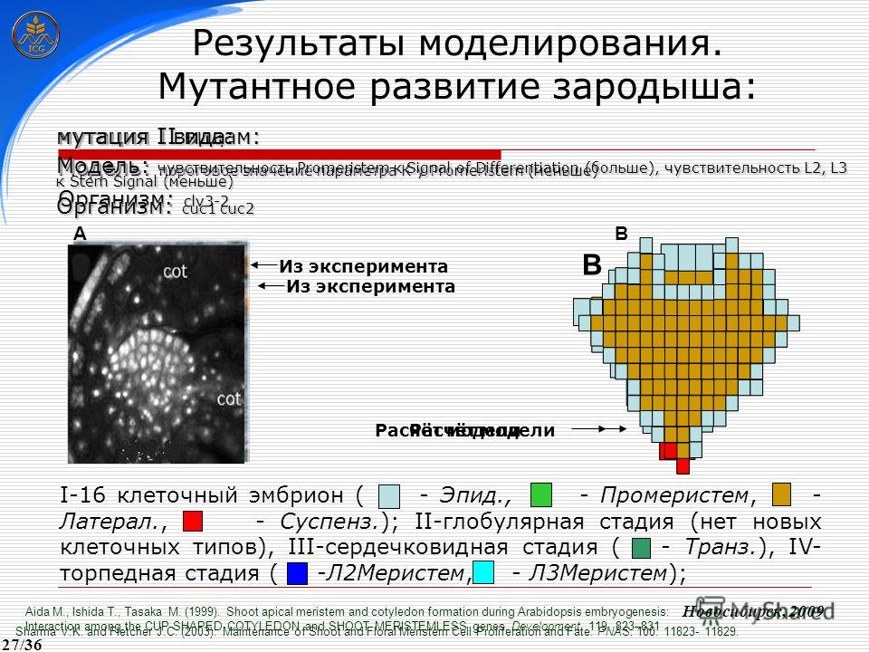 Sharma V.K. and Fletcher J.C. (2003). Maintenance of Shoot and Floral Meristem Cell Proliferation and Fate. PNAS. 100. 11823- 11829. Aida M., Ishida T., Tasaka M. (1999). Shoot apical meristem and cotyledon formation during Arabidopsis embryogenesis: