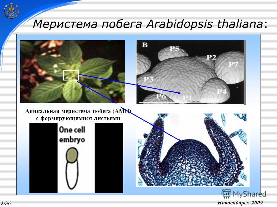 Меристема побега Arabidopsis thaliana: Новосибирск, 2009 Апикальная меристема побега (АМП) с формирующимися листьями 3/36