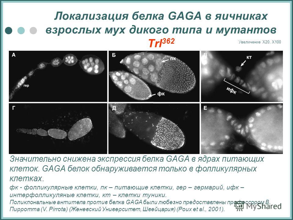 Локализация белка GAGA в яичниках взрослых мух дикого типа и мутантов Trl 362 Значительно снижена экспрессия белка GAGA в ядрах питающих клеток. GAGA белок обнаруживается только в фолликулярных клетках. фк - фолликулярные клетки, пк – питающие клетки