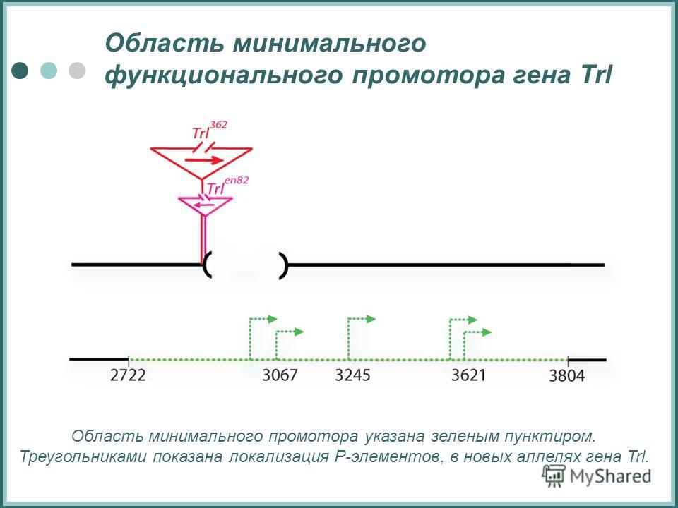 Область минимального функционального промотора гена Trl Область минимального промотора указана зеленым пунктиром. Треугольниками показана локализация Р-элементов, в новых аллелях гена Trl.