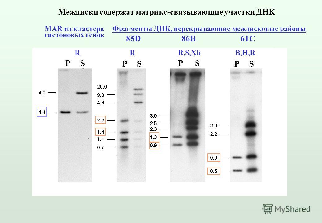 Междиски содержат матрикс-связывающие участки ДНК MAR из кластера гистоновых генов 85D86B61C P S RRR,S,XhB,H,R Фрагменты ДНК, перекрывающие междисковые районы