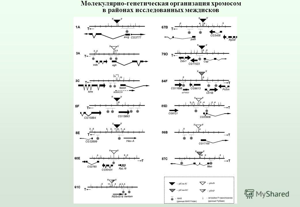 Молекулярно-генетическая организация хромосом в районах исследованных междисков