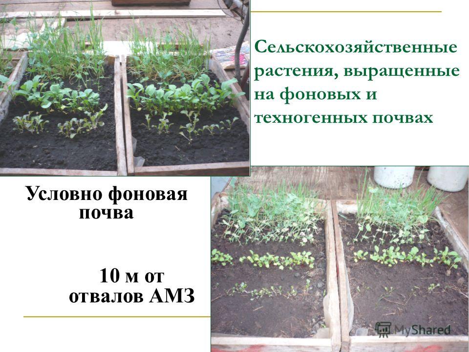 Сельскохозяйственные растения, выращенные на фоновых и техногенных почвах Условно фоновая почва 10 м от отвалов АМЗ