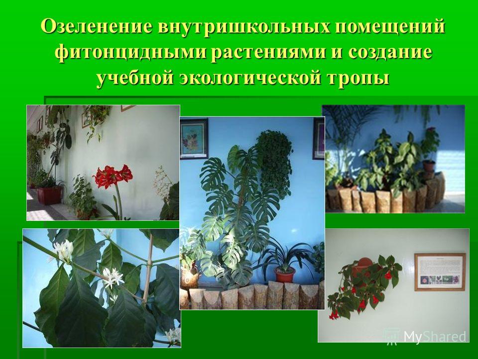 Озеленение внутришкольных помещений фитонцидными растениями и создание учебной экологической тропы