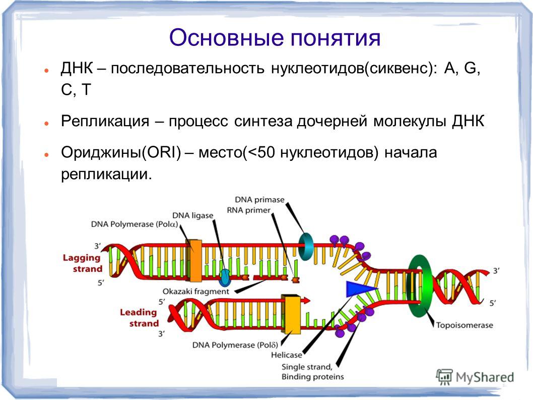 Основные понятия ДНК – последовательность нуклеотидов(сиквенс): А, G, C, T Репликация – процесс синтеза дочерней молекулы ДНК Ориджины(ORI) – место(