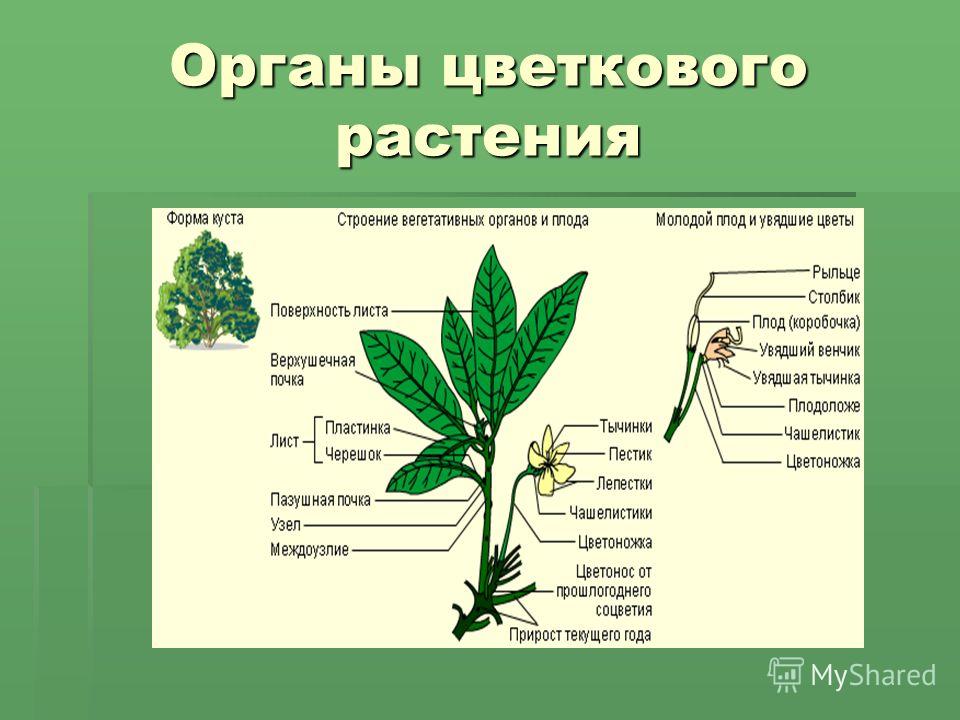 Общее Знакомство С Растениями 6 Класс