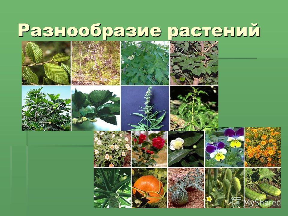 Разнообразие растений