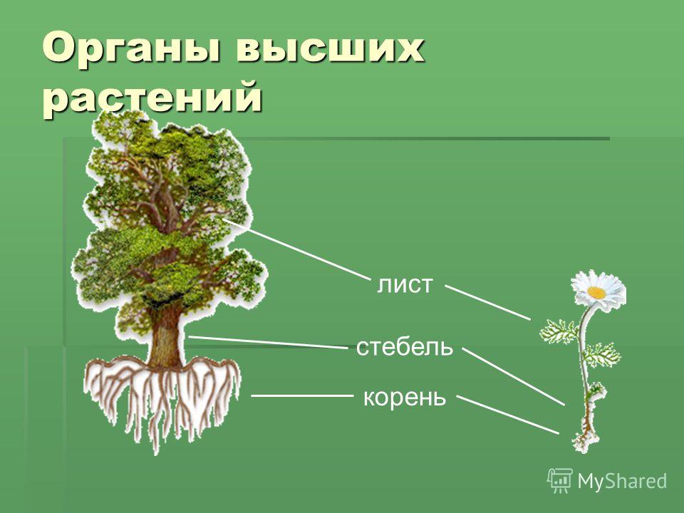 Органы высших растений корень стебель лист