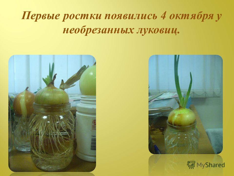 Первые ростки появились 4 октября у необрезанных луковиц.