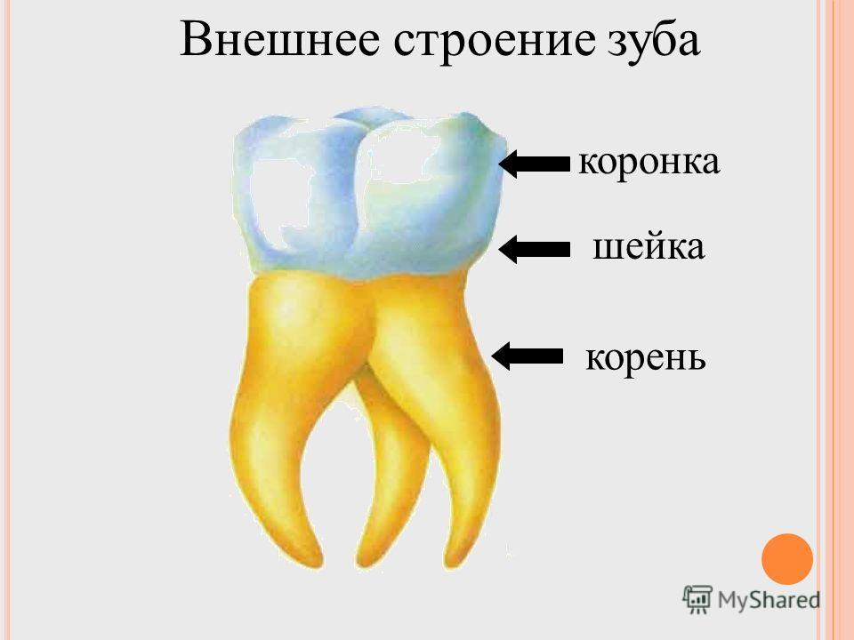 Зубы взрослого человека Человек к 20 годам имеет в норме все 32 постоянных зуба (включая зубы мудрости) 25% людей вообще не имеют зубов мудрости