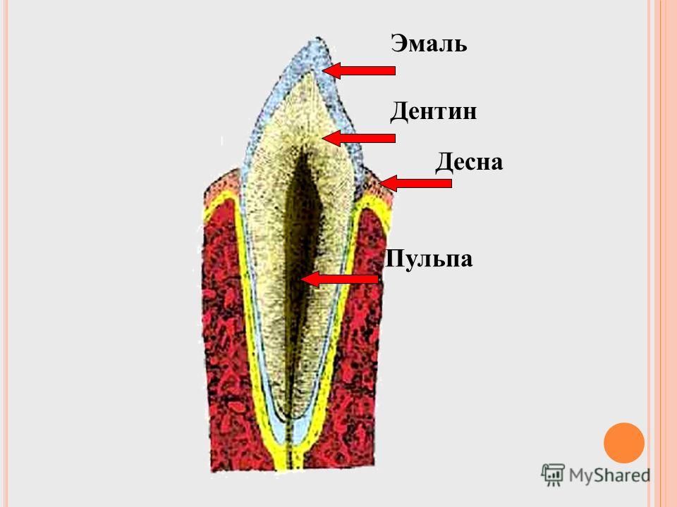 коронка шейка корень Внешнее строение зуба