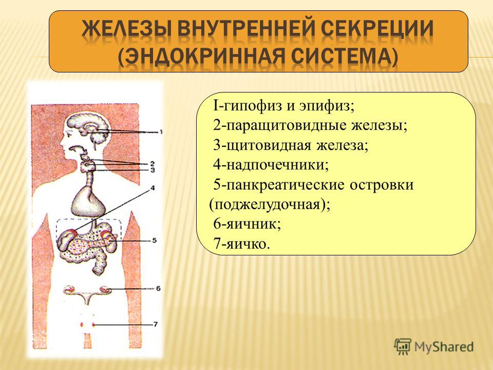 I-гипофиз и эпифиз; 2-паращитовидные железы; 3-щитовидная железа; 4-надпочечники; 5-панкреатические островки (поджелудочная); 6-яичник; 7-яичко.