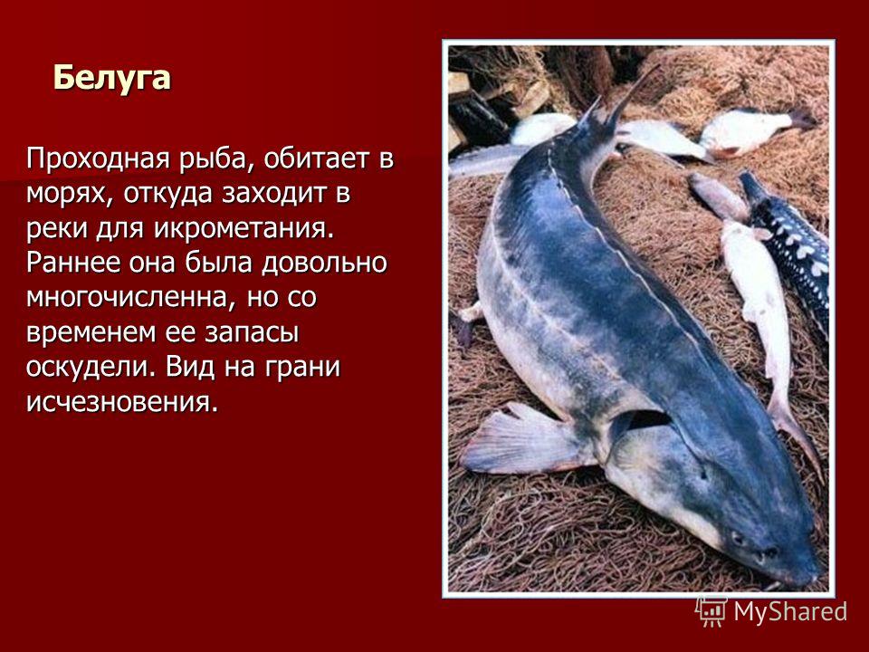 Белуга Проходная рыба, обитает в морях, откуда заходит в реки для икрометания. Раннее она была довольно многочисленна, но со временем ее запасы оскудели. Вид на грани исчезновения.