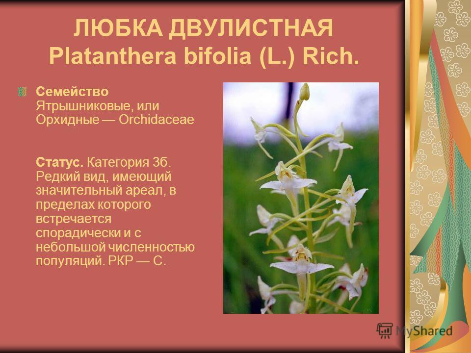 ЛЮБКА ДВУЛИСТНАЯ Platanthera bifolia (L.) Rich. Семейство Ятрышниковые, или Орхидные Orchidaceae Статус. Категория 3б. Редкий вид, имеющий значительный ареал, в пределах которого встречается спорадически и с небольшой численностью популяций. РКР С.