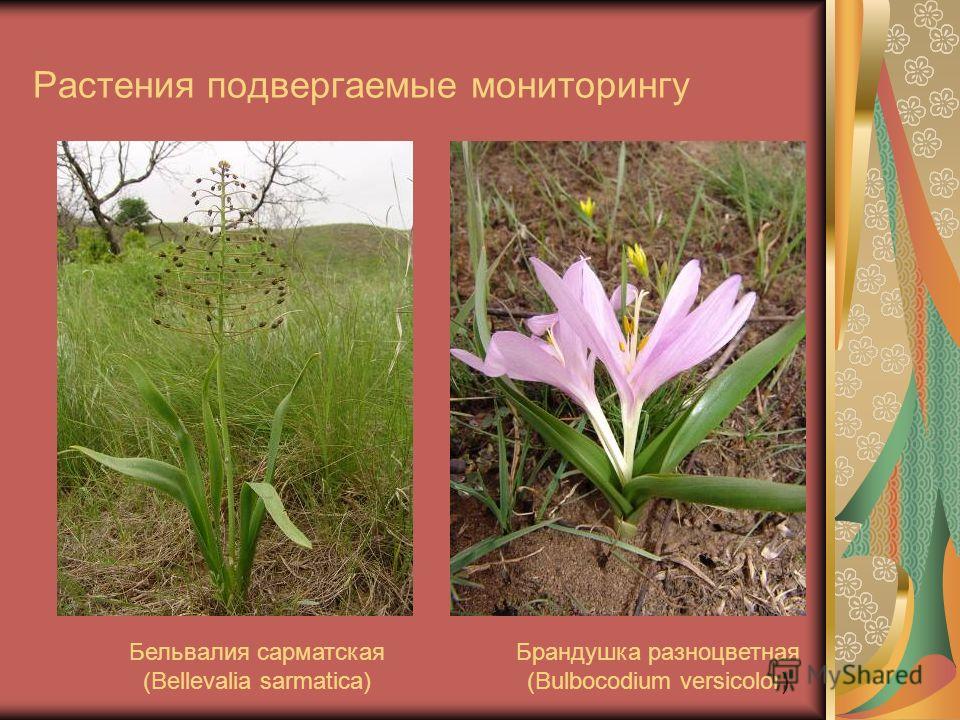 Растения подвергаемые мониторингу Бельвалия сарматская (Bellevalia sarmatica) Брандушка разноцветная (Bulbocodium versicolor)