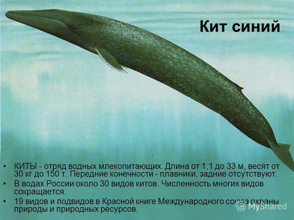 Кит синий КИТЫ - отряд водных млекопитающих. Длина от 1,1 до 33 м, весят от 30 кг до 150 т. Передние конечности - плавники, задние отсутствуют. В водах России около 30 видов китов. Численность многих видов сокращается. 19 видов и подвидов в Красной к
