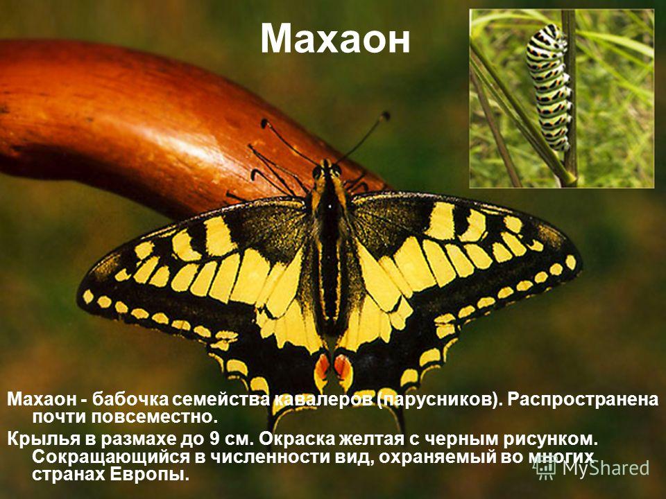 Махаон Махаон - бабочка семейства кавалеров (парусников). Распространена почти повсеместно. Крылья в размахе до 9 см. Окраска желтая с черным рисунком. Сокращающийся в численности вид, охраняемый во многих странах Европы.