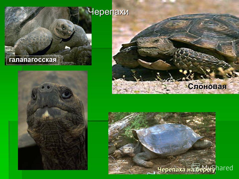 Черепахи галапагосская Слоновая Черепаха на берегу