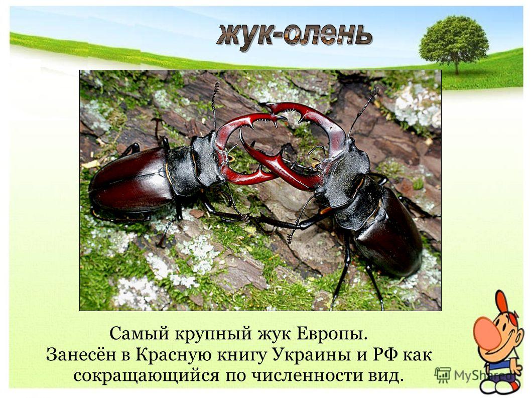 Самый крупный жук Европы. Занесён в Красную книгу Украины и РФ как сокращающийся по численности вид.