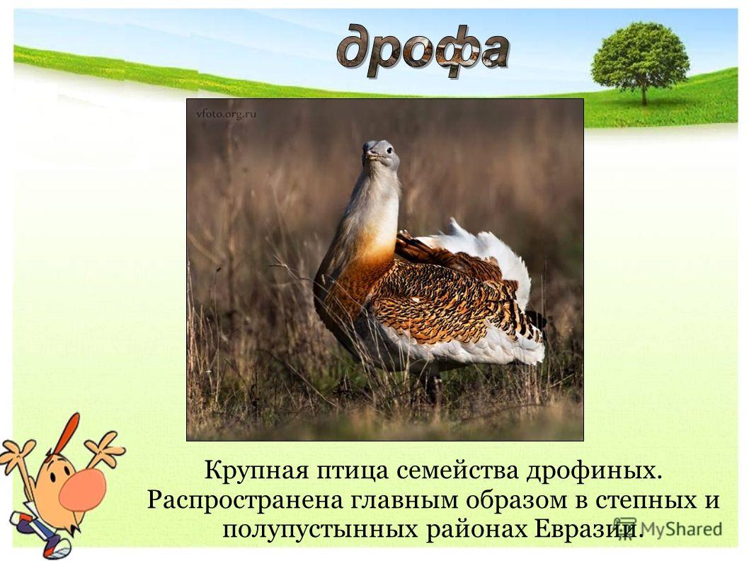 Крупная птица семейства дрофиных. Распространена главным образом в степных и полупустынных районах Евразии.
