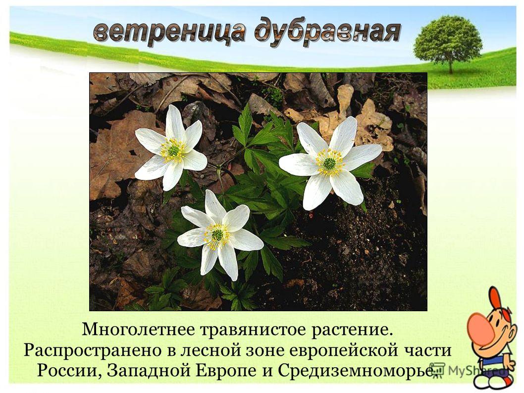 Многолетнее травянистое растение. Распространено в лесной зоне европейской части России, Западной Европе и Средиземноморье.