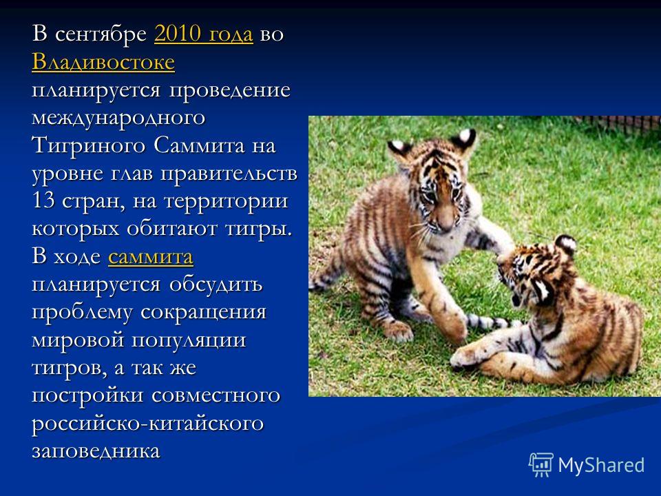 В сентябре 2010 года во Владивостоке планируется проведение международного Тигриного Саммита на уровне глав правительств 13 стран, на территории которых обитают тигры. В ходе саммита планируется обсудить проблему сокращения мировой популяции тигров, 