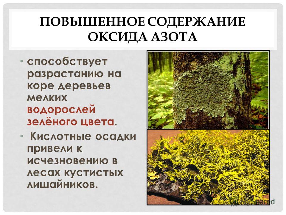 ПОВЫШЕННОЕ СОДЕРЖАНИЕ ОКСИДА АЗОТА способствует разрастанию на коре деревьев мелких водорослей зелёного цвета. Кислотные осадки привели к исчезновению в лесах кустистых лишайников.