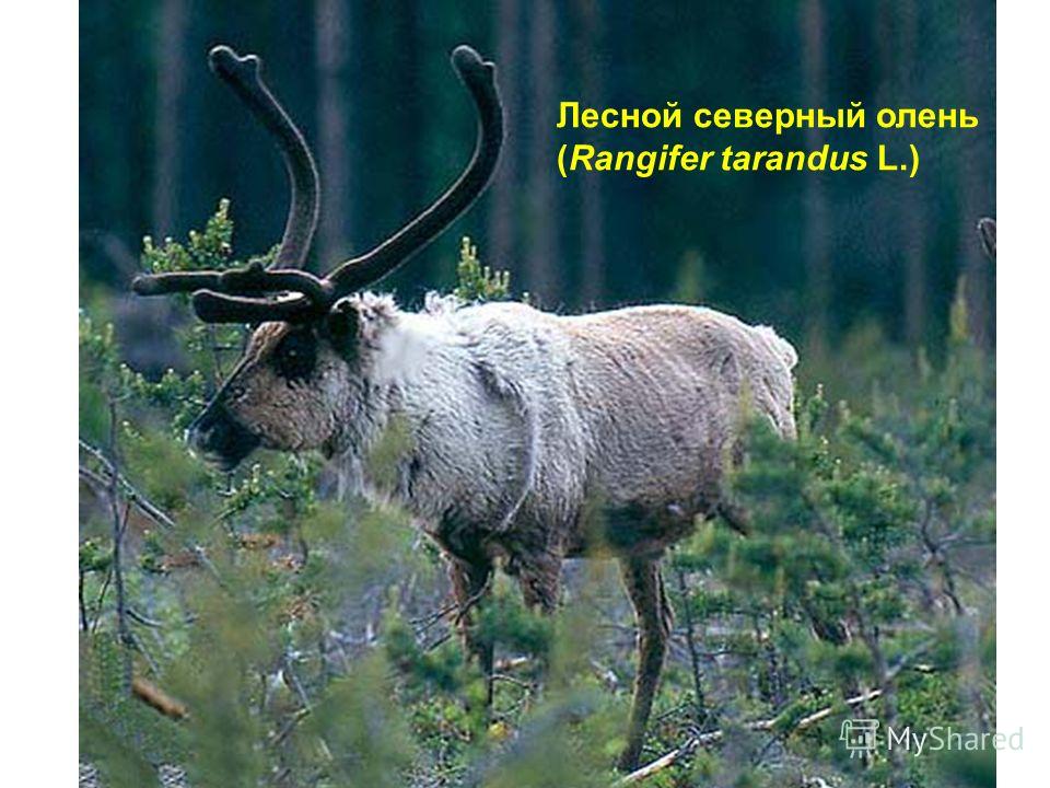 Лесной северный олень (Rangifer tarandus L.)