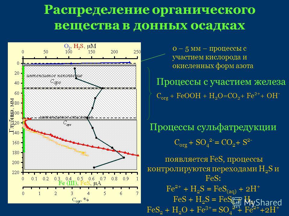 Процессы с участием железа 0 – 5 мм – процессы с участием кислорода и окисленных форм азота Процессы сульфатредукции C org + SO 4 2- = CO 2 + S 2- появляется FeS, процессы контролируются переходами H 2 S и FeS: Fe 2+ + H 2 S = FeS (aq) + 2H + FeS + H