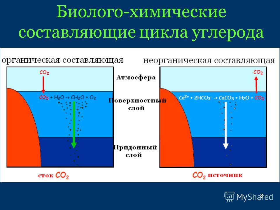Биолого-химические составляющие цикла углерода 8
