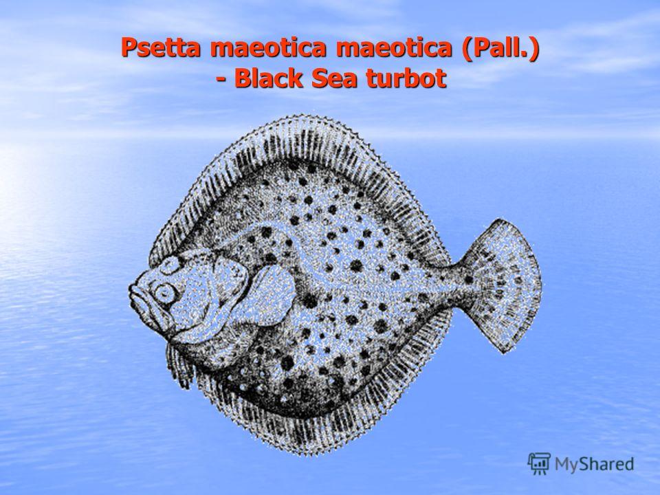 Рsetta maeotica maeoticа (Pall.) - Black Sea turbot