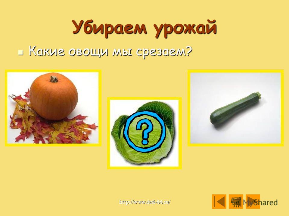 Убираем урожай Какие овощи мы срываем? Какие овощи мы срываем? http://www.deti-66.ru/